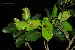 Dipterocarpus indicus